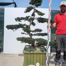 Taxus cuspidata 'Nana Kyaraboku', Gartenbonsai T8n18 - 120