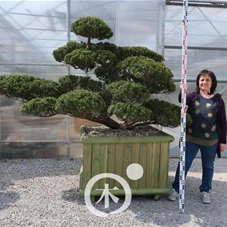 Taxus cuspidata 'Nana Kyaraboku', Gartenbonsai C4 - 120