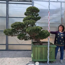 Taxus cuspidata 'Nana Kyaraboku', Gartenbonsai SM8n2 - 140