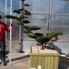 Taxus cuspidata 'Nana Kyaraboku', Gartenbonsai NPn11 - 170