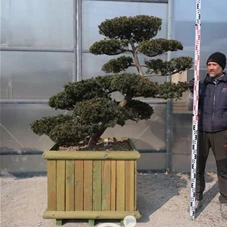 Taxus cuspidata 'Nana Kyaraboku', Gartenbonsai UT2A - 140