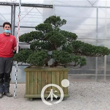 Taxus cuspidata 'Nana Kyaraboku', Gartenbonsai C1 - 130