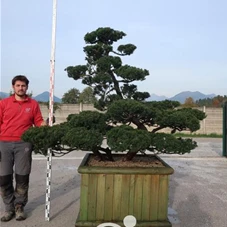 Taxus cuspidata 'Nana Kyaraboku', Gartenbonsai SM9xl - 180