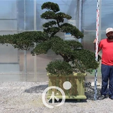 Taxus cuspidata 'Nana Kyaraboku', Gartenbonsai M13 - 150