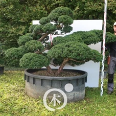 Taxus cuspidata 'Nana Kyaraboku', Gartenbonsai C9 - 150