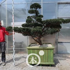 Taxus cuspidata 'Nana Kyaraboku', Gartenbonsai M2 - 170