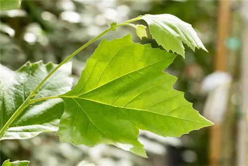 Platane - Platanus hispanica