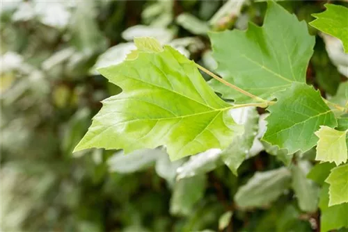 Platane - Platanus hispanica