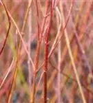 Weißbunter Hartriegel - Cornus alba 'Elegantissima'