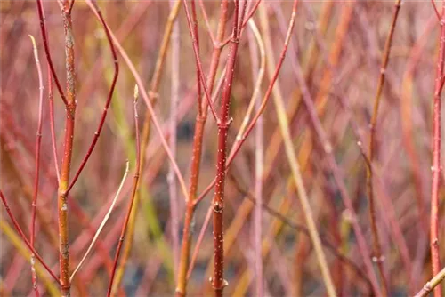 Weißbunter Hartriegel - Cornus alba 'Elegantissima'