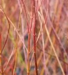 Weißbunter Hartriegel - Cornus alba 'Elegantissima'