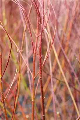 Weißbunter Hartriegel - Cornus alba 'Elegantissima'