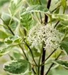 Weißbunter Hartriegel - Cornus alba 'Elegantissima'