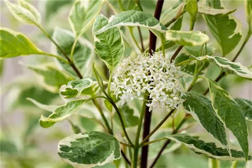 Weißbunter Hartriegel - Cornus alba 'Elegantissima'