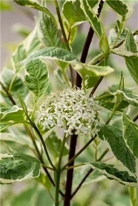 Weißbunter Hartriegel - Cornus alba 'Elegantissima'