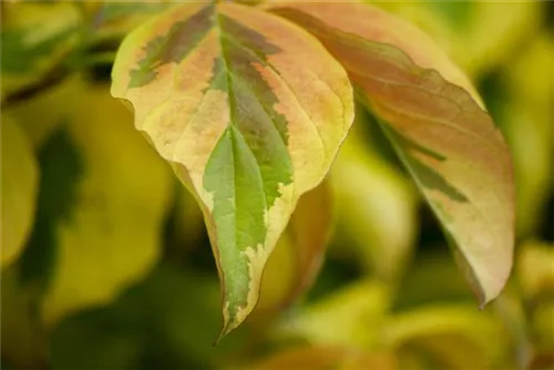 Weißbunter Hartriegel - Cornus alba 'Elegantissima'