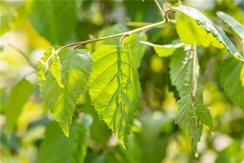 Himalayabirke - Betula utilis