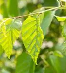 Himalayabirke - Betula utilis