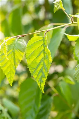 Himalayabirke - Betula utilis