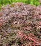 Dunkelroter Schlitzahorn 'Garnet' - Acer palmatum 'Dissectum Garnet'