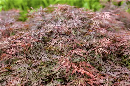 Dunkelroter Schlitzahorn 'Garnet' - Acer palmatum 'Dissectum Garnet'