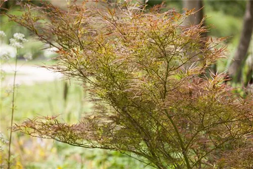 Dunkelroter Schlitzahorn 'Garnet' - Acer palmatum 'Dissectum Garnet'