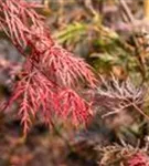 Dunkelroter Schlitzahorn 'Garnet' - Acer palmatum 'Dissectum Garnet'