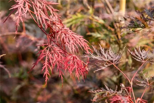 Dunkelroter Schlitzahorn 'Garnet' - Acer palmatum 'Dissectum Garnet'