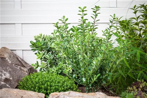 Hoher Buchsbaum - Buxus sempervirens