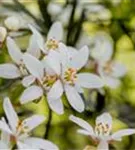 Orangenblume - Choisya ternata 'White Dazzler'