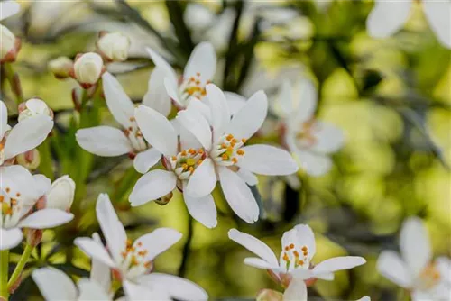 Orangenblume - Choisya ternata 'White Dazzler'