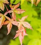 Fächerahorn 'Summer Gold' - Acer palmatum 'Summer Gold'