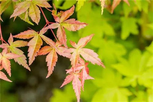 Fächerahorn 'Summer Gold' - Acer palmatum 'Summer Gold'