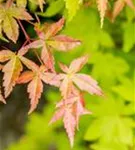 Fächerahorn 'Summer Gold' - Acer palmatum 'Summer Gold'