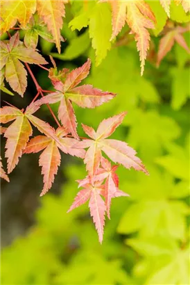 Fächerahorn 'Summer Gold' - Acer palmatum 'Summer Gold'