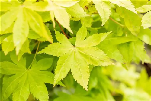 Fächerahorn 'Summer Gold' - Acer palmatum 'Summer Gold'