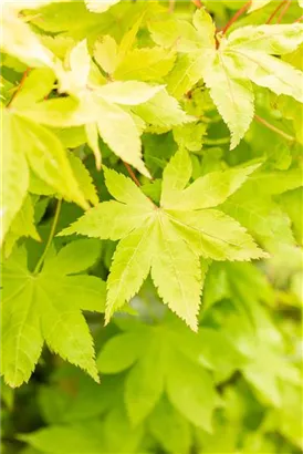 Fächerahorn 'Summer Gold' - Acer palmatum 'Summer Gold'