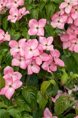 Amerik.Blumen-Hartriegel 'Cherokee Chief' - Cornus florida 'Cherokee Chief'