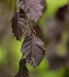 Blutbuche 'Purple Fountain' - Fagus sylvatica 'Purple Fountain'