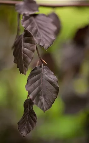 Fagus sylvatica 'Purple Fountain'