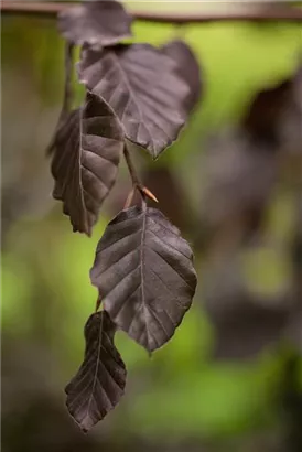 Blutbuche 'Purple Fountain' - Fagus sylvatica 'Purple Fountain'