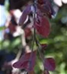 Blutbuche 'Purple Fountain' - Fagus sylvatica 'Purple Fountain'