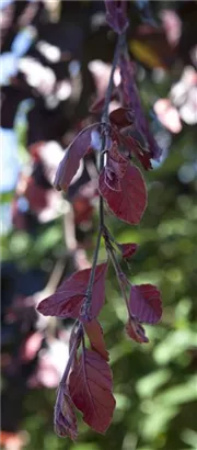 Blutbuche 'Purple Fountain' - Fagus sylvatica 'Purple Fountain'