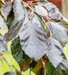 Blutbuche 'Purple Fountain' - Fagus sylvatica 'Purple Fountain'