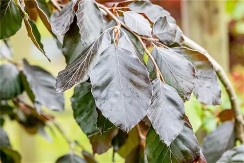 Blutbuche 'Purple Fountain' - Fagus sylvatica 'Purple Fountain'