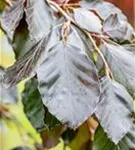 Blutbuche 'Purple Fountain' - Fagus sylvatica 'Purple Fountain'