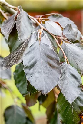 Blutbuche 'Purple Fountain' - Fagus sylvatica 'Purple Fountain'