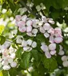 Jap.Blumen-Hartriegel 'Satomi' -R- - Cornus kousa 'Satomi' -R-