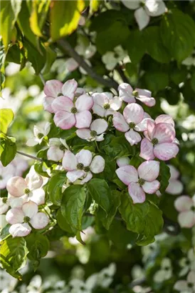 Jap.Blumen-Hartriegel 'Satomi' -R- - Cornus kousa 'Satomi' -R-