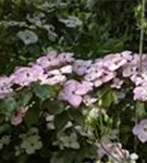 Jap.Blumen-Hartriegel 'Satomi' -R- - Cornus kousa 'Satomi' -R-